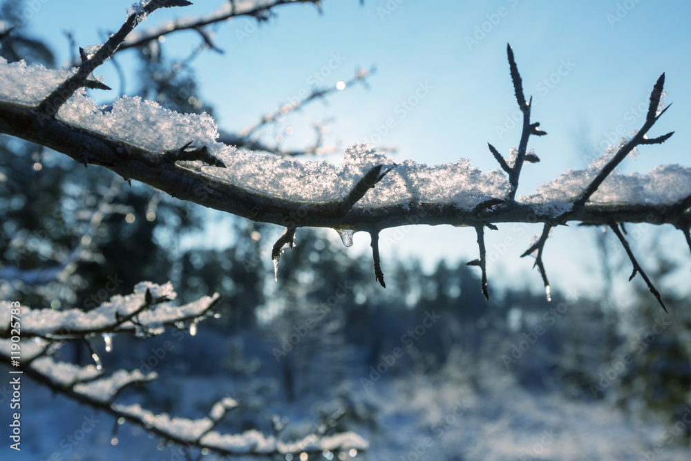 Frozen tree Frozen tree