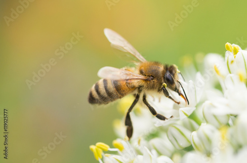 European honeybee on onion flowers
