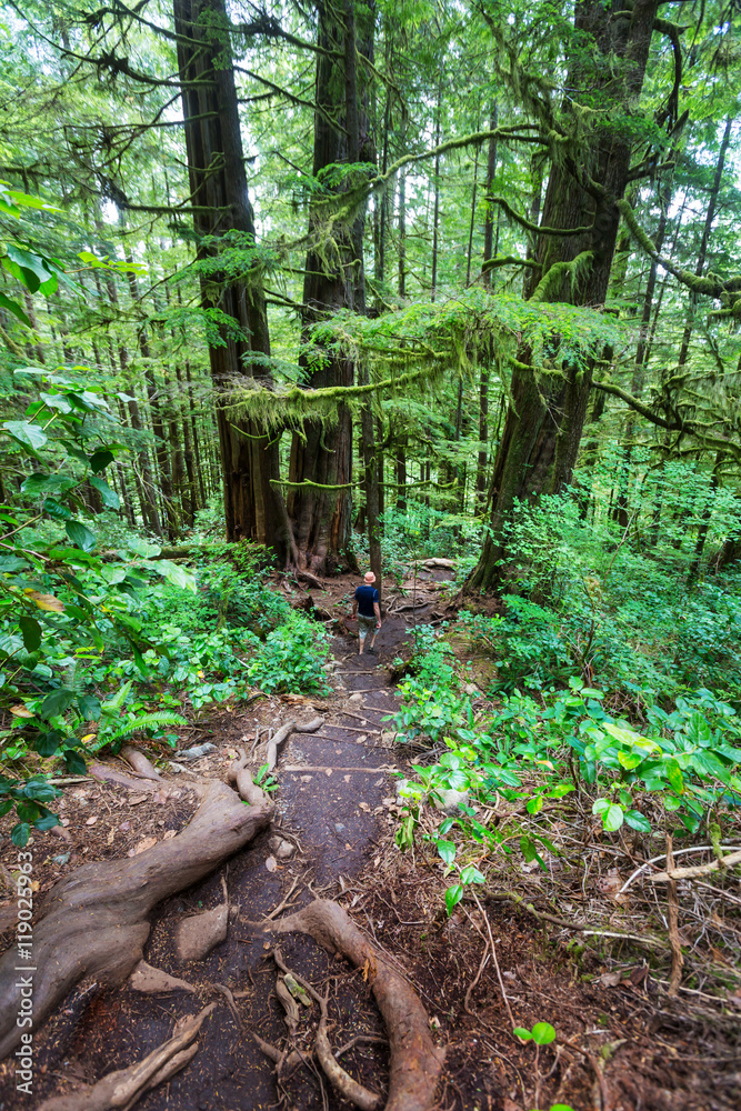 Vancouver forest