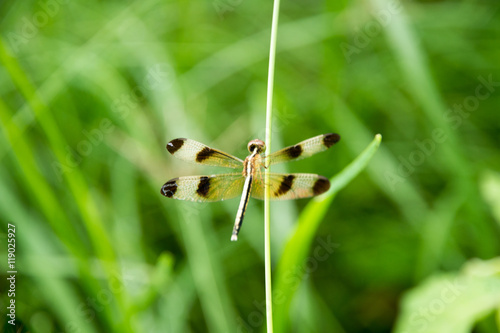 dragonfly outdoor on grass