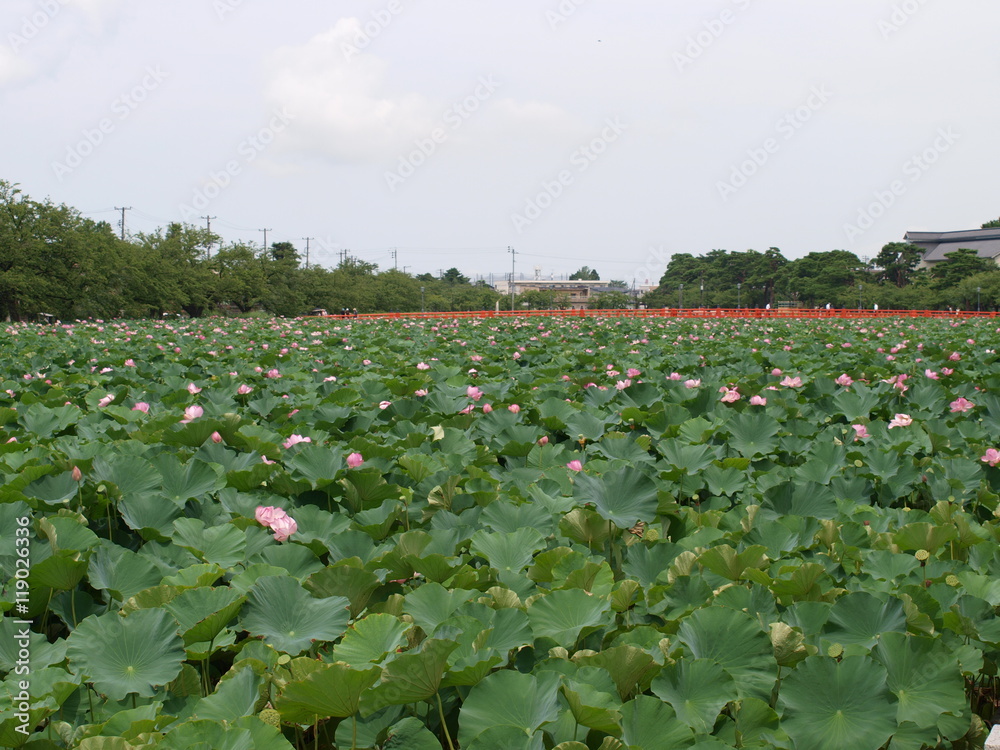 東洋一の美しさと規模を誇る高田公園のハスの花　新潟県上越市