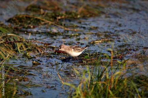 Obraz na plátne Little stint