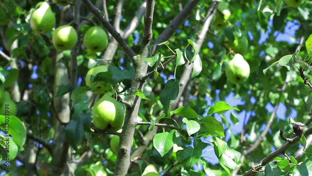 Fruit picker takes pear. Green pears on a tree. Harvest of the garden. Choose the sweetest one. Fruit picker takes pear. Green pears on a tree. Harvest of the garden. Choose the sweetest one.