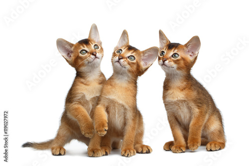 Three Cute Abyssinian Kitten Sitting and Curious Looking up, Stare in Camera on Isolated White Background, Front view, Group games