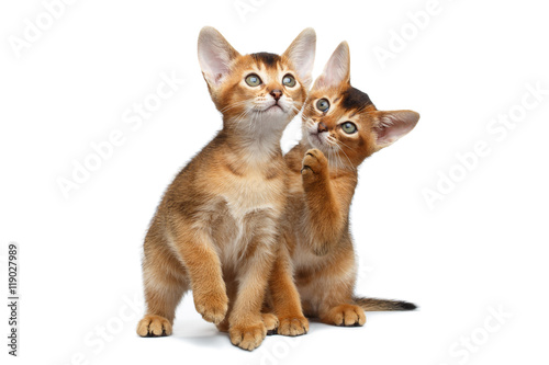 Two Playful Abyssinian Kitten Sits and Playing with each other on Isolated White Background, Front view, Baby Cat