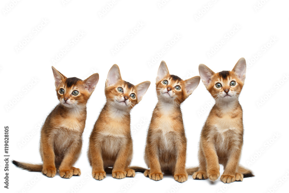 Group of Abyssinian Kitten Sitting and Looks in Camera on Isolated White Background, Raising up Head, four Funny Family cat, Curious face