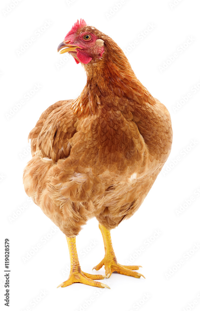Fototapeta premium Brown hen isolated.