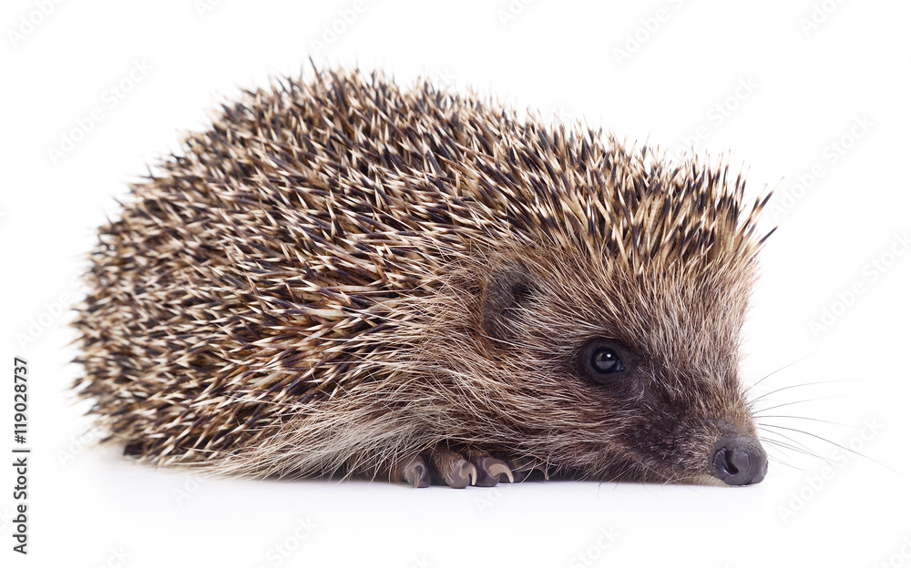 Small hedgehog isolated Small hedgehog isolated