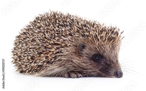Small hedgehog isolated