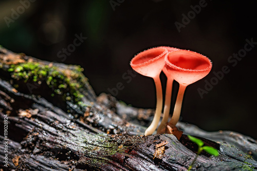Mushrooms fungi cup.