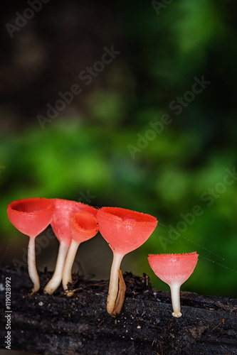 Mushrooms fungi cup.