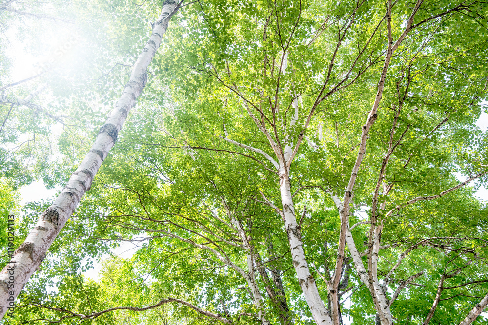 Naklejka premium Brzozowy las