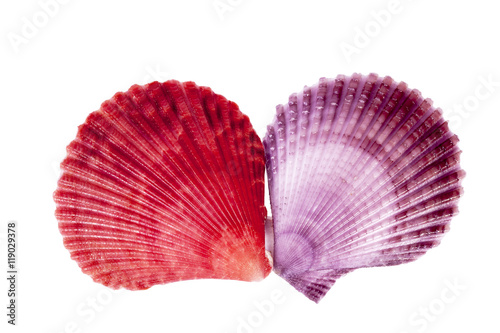 Sea shells of mollusk isolated on white background