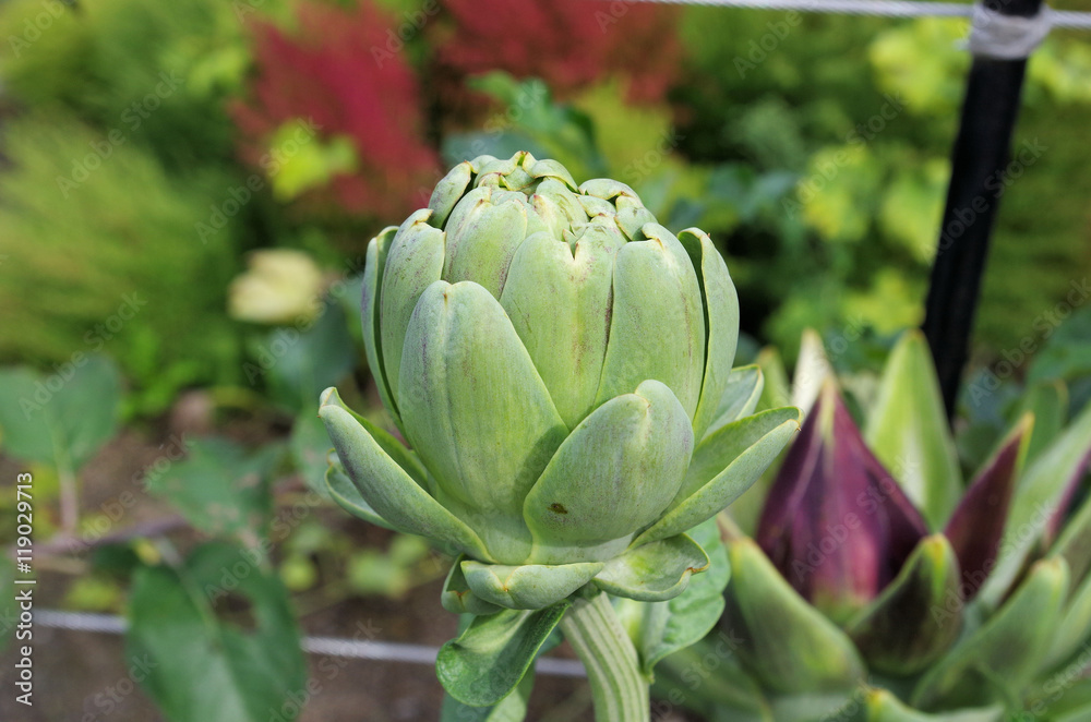 Fototapeta premium アーティチョークの蕾