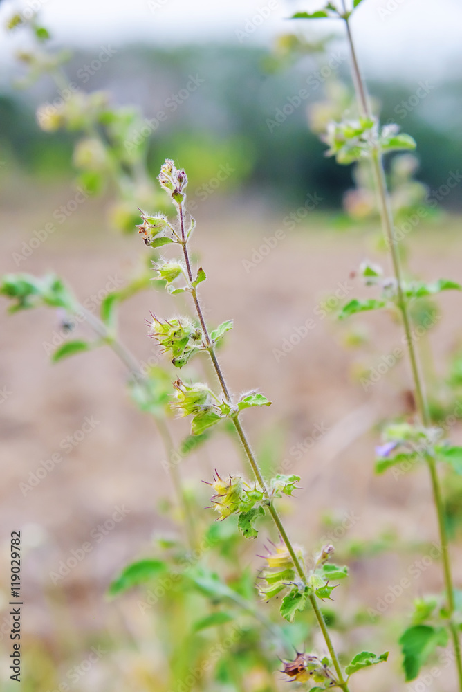 wildflower wildflower