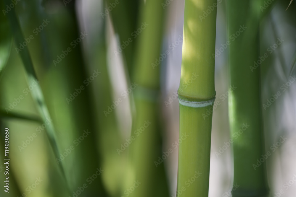 a close-up of bamboo branches