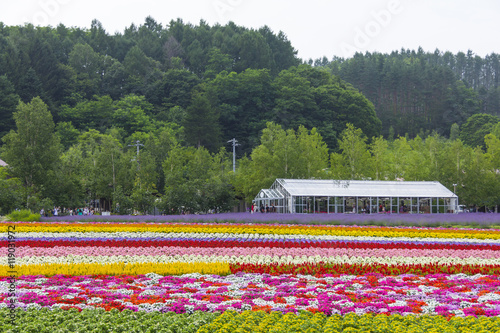 Furano, Hokkaido, Japan – July 30, 2015: Various colorful flowers fields in front of greenhouse and many tourists in the background at Tomita Farm, a famous tourist attraction of Furano, Hokkaido.