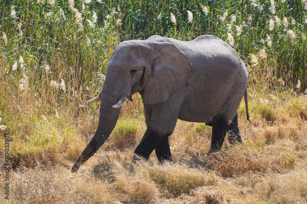Namibia 277 - Afrikanischer Elefant in Namutoni