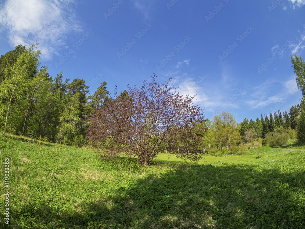 beautiful forest in a botanical garden. North of Russia