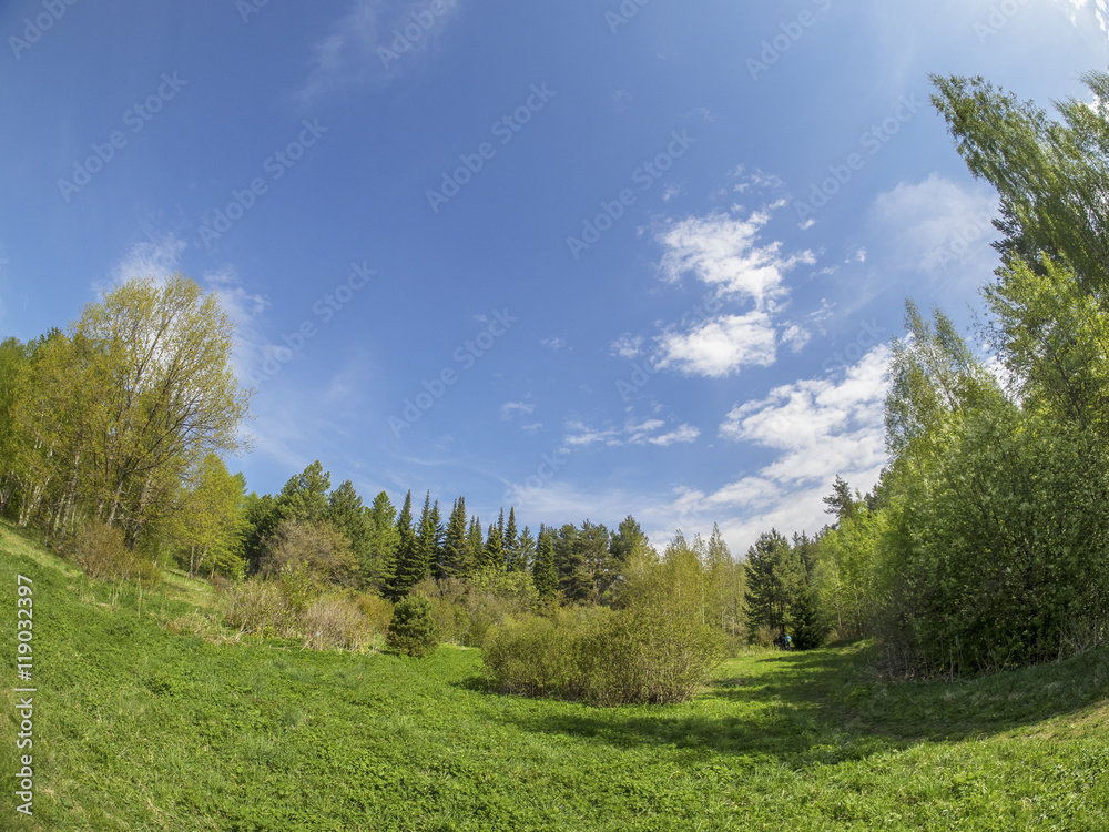 beautiful forest in a botanical garden. North of Russia