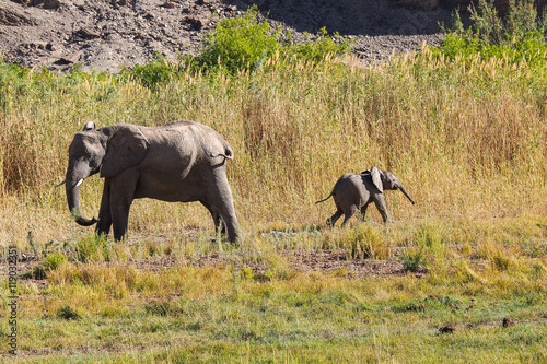 Namibia - Afrikanischer Elefant mit Jungtier im Wadi Huanib photo