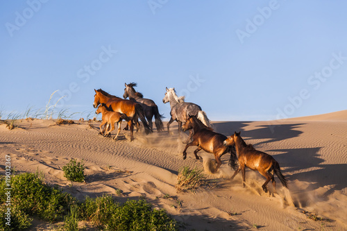 Fototapeta Naklejka Na Ścianę i Meble -  Herd of wild horses in the desert.