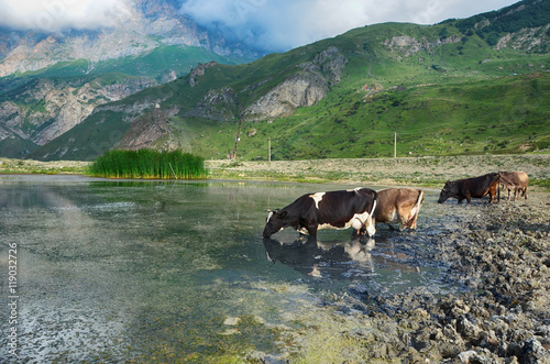 Cows at the watering, mountain lake photo