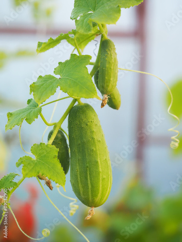 cucumbers in greenhouses