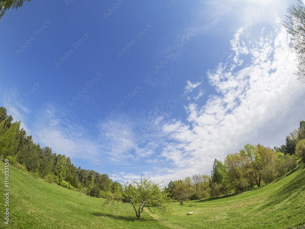 beautiful forest in a botanical garden. North of Russia beautiful forest in a botanical garden. North of Russia