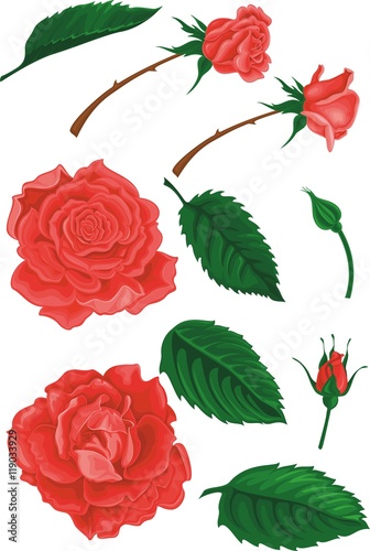 Bouquet of rose flower. Wedding invitation. Romantic postcard. High detailed vector set of floral elements.