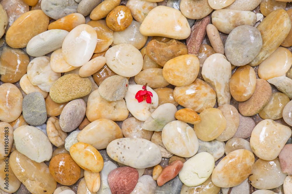 Fototapeta premium mały czerwony kwiat i kamyk tło kamień