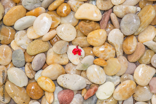 tiny red flower and pebble stone background