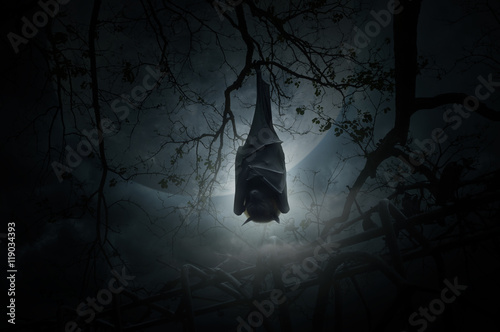 Fotografia Bat sleep and hang on dead tree over old fence, moon and cloudy