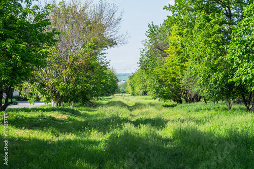 spring nature