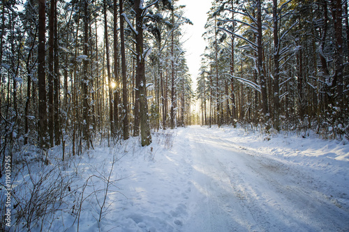 Wallpaper Mural Trees in snow in the winter wood. Forest road. Latvia. Europe. Torontodigital.ca