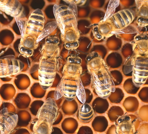 zbliżenie pszczół na plastrze miosu