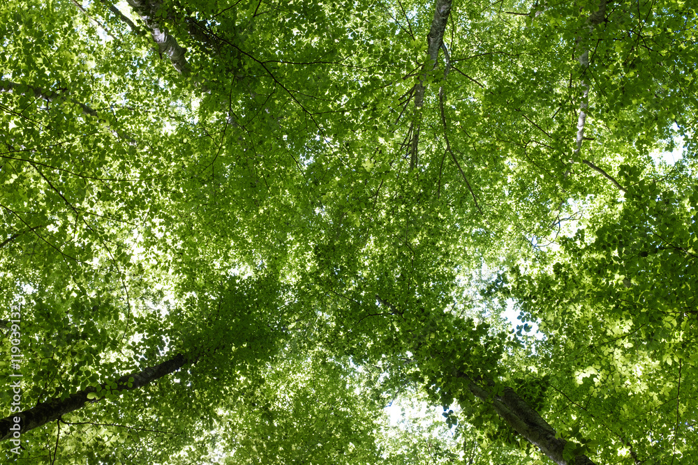 Looking to the sky in a forest Looking to the sky in a forest