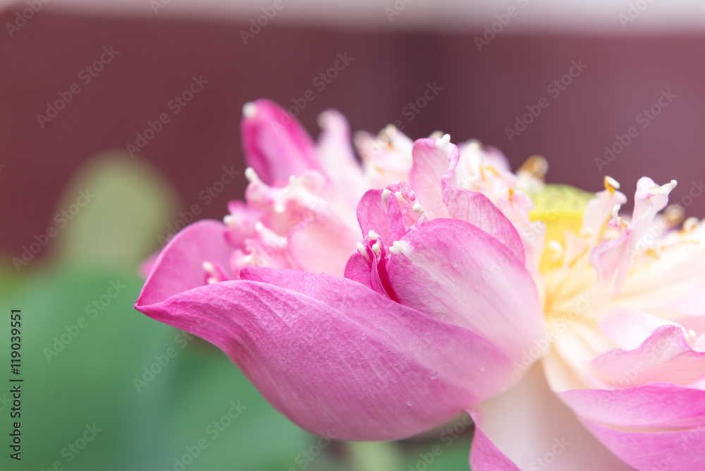 The pollen of Sacred Lotus, Lotus flower The pollen of Sacred Lotus, Lotus flower