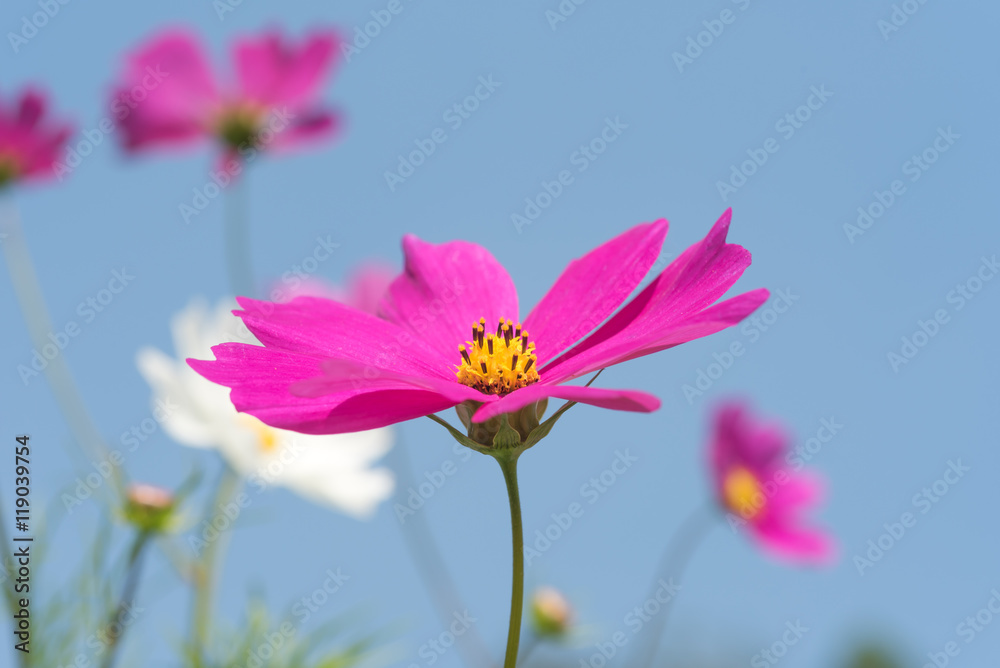 Cosmos flowers blooming in the garden