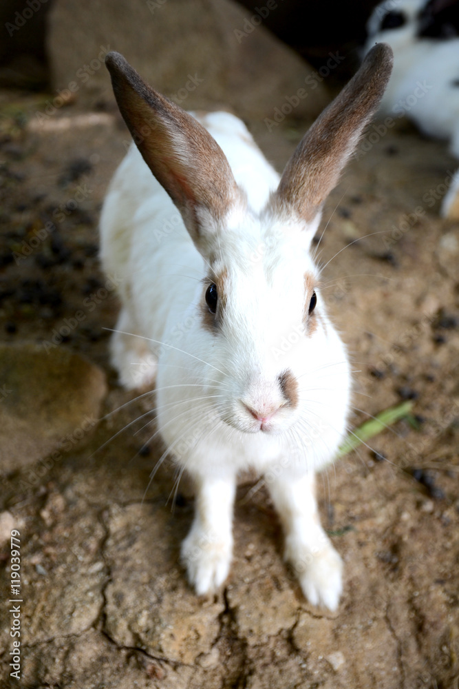 Fototapeta premium rabbits on the rock in park