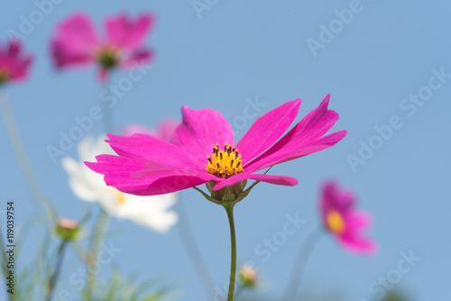 Obraz na płótnie Cosmos flowers blooming in the garden w salonie