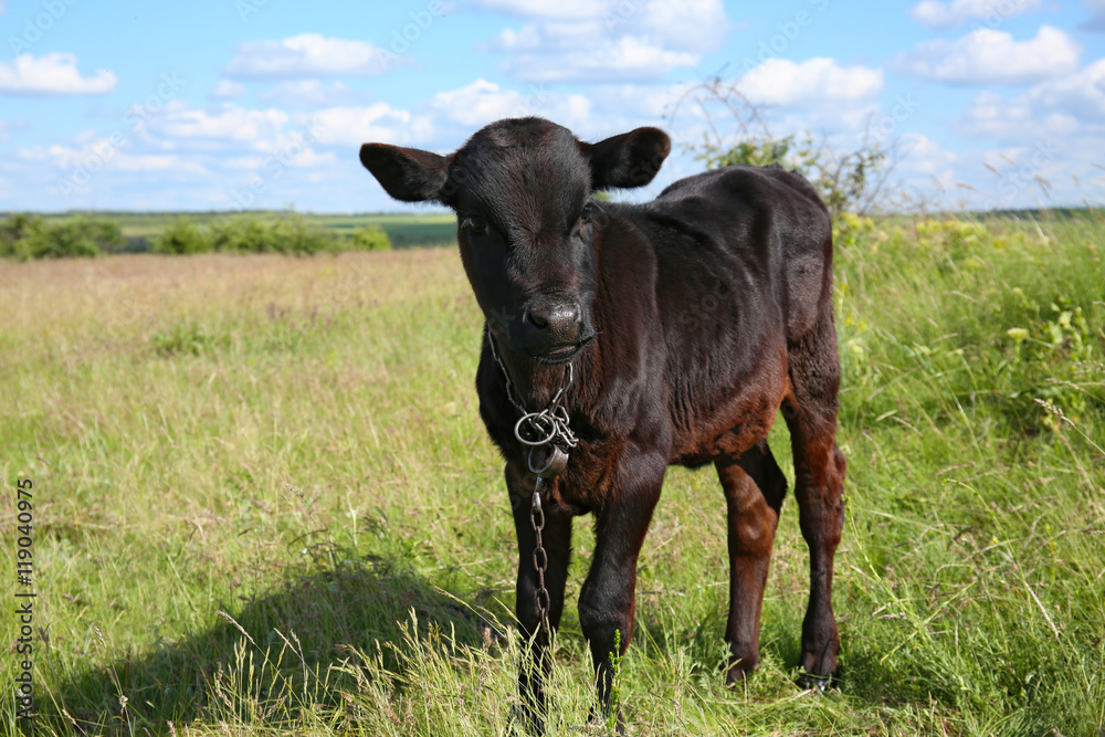 Young calf on green field