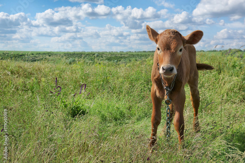 Young calf on green field