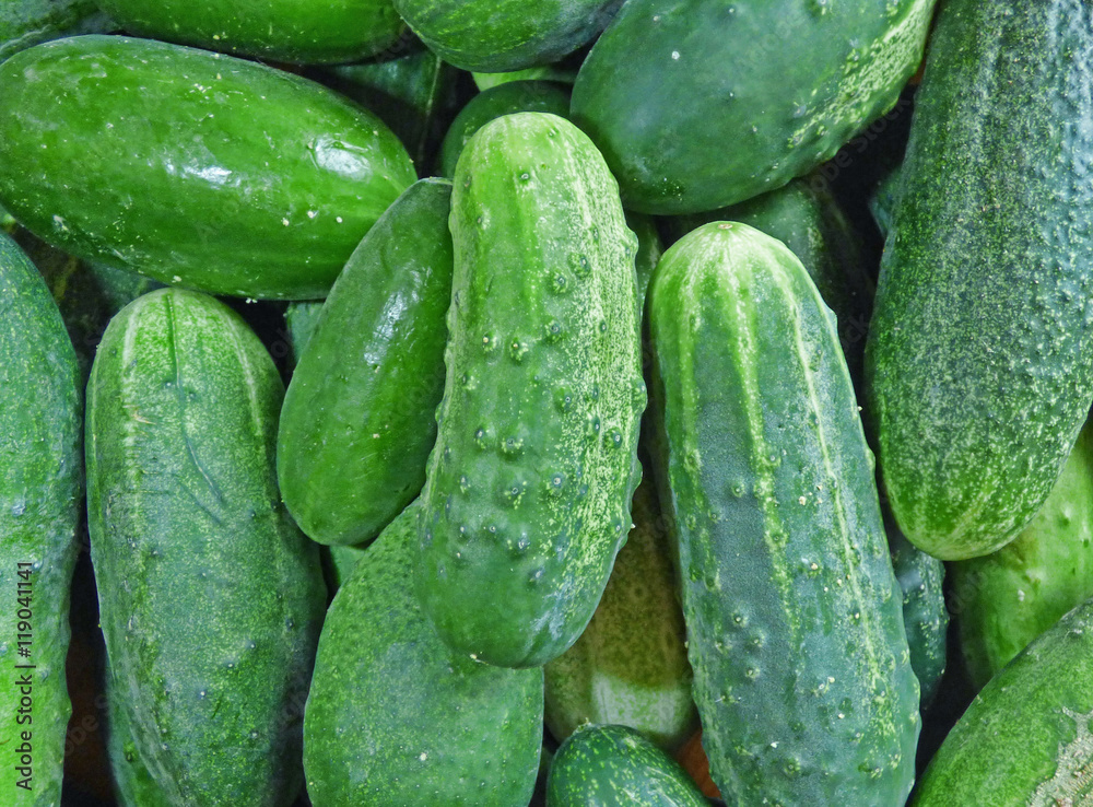 Cucumbers background. Lot of fresh green vegetables. Cucumbers background. Lot of fresh green vegetables.