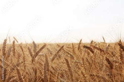 Beautiful wheat field