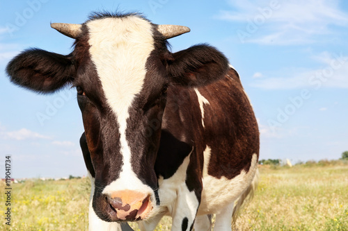 Brindled cow on a field, close up © Africa Studio