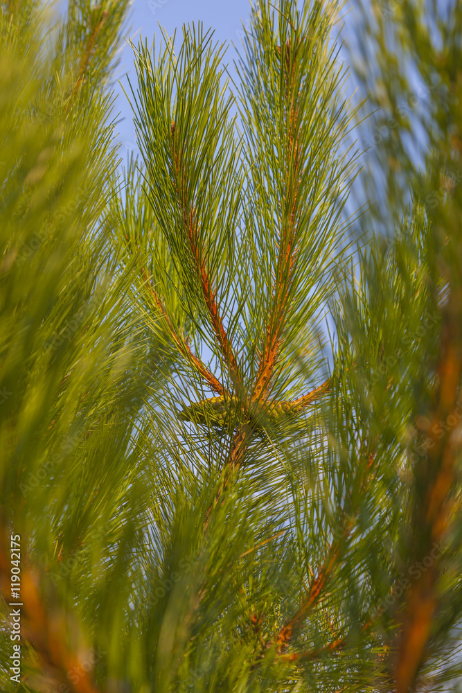 Obraz premium green pine needles on the sky background