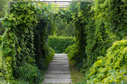 Green arch in botany garden