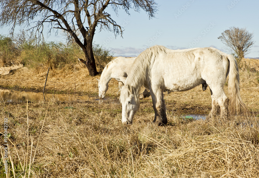 Beautiful white horses grazing Beautiful white horses grazing