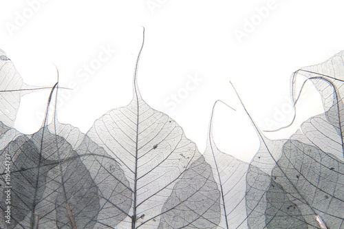 dried leaves as nice background